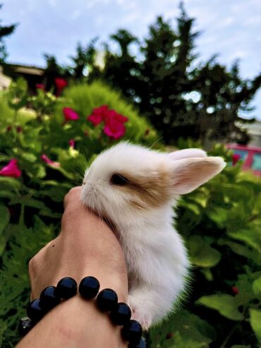 Dovşanlar: Salam🖐🏻.Her biri real dovşan şekilleridir öz heyetimde saxladığım — 5