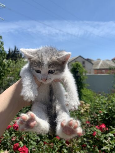 котёнок в хорошие руки: Белый породистый котенок бесплатно в хорошие руки