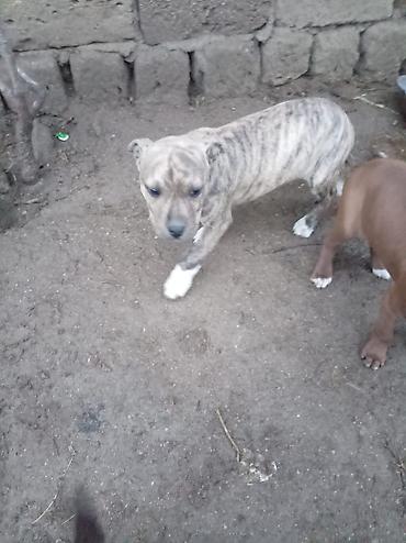 İtlər: Pitbul, 2 ay, Dişi — 13