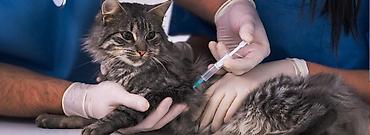 пропала собака хаски: 🐾 Усыпление собак и кошек Оказываем ветеринарную помощь при — 2