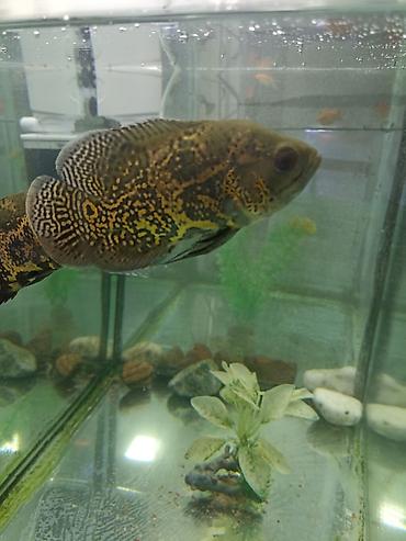малёк рыбы: Продаю 2 Астронотусов за два 800сом (Oscar, Astronotus ocellatus) — 1