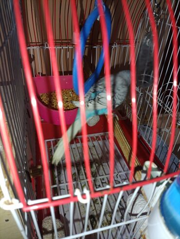 hinduska yumurtasi nece gune cixir: 3 popuqaydı 4 eded yumurta var icerisində bırı yumurtada oturub.dest