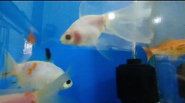 xiaomi akvarium: Qızıl balıq, Sülhsevər — 1