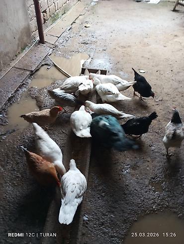 K/t heyvanları və malları: 5Dişi 4erkəy Tam sağlam Ördəklərdi Hamsi bir yerdə 180manat — 8