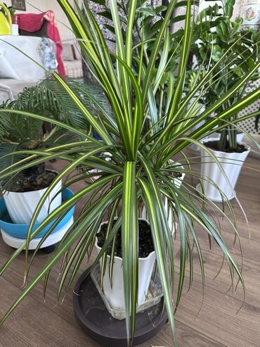 Замиокулькас (Долларовое дерево): Замиокулькас, также известный как долларовое дерево, представлен в — 11