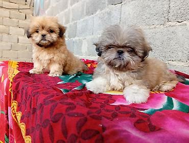 it satisi: Pekines, 2 ay, Erkək, Ödənişli çatdırılma — 3