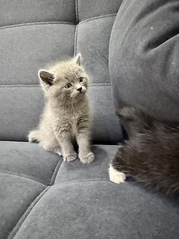 Продажа кошек: Продаю котят Шотландская вислоухая.Котята здоровые,живые,очень — 1