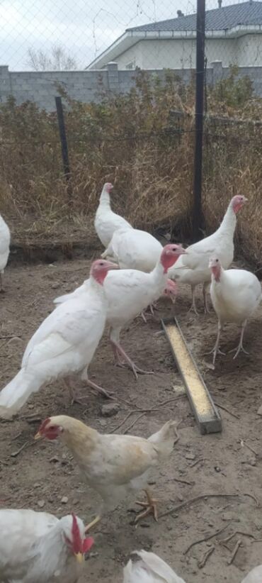 Hinduşkalar: Salam alekum bu hidusqa satandab 5 hidusqa zakaz etmisik pulu atmisiq — 9