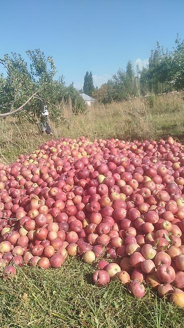 куплю продам мед: Яблоки Оптом — 4