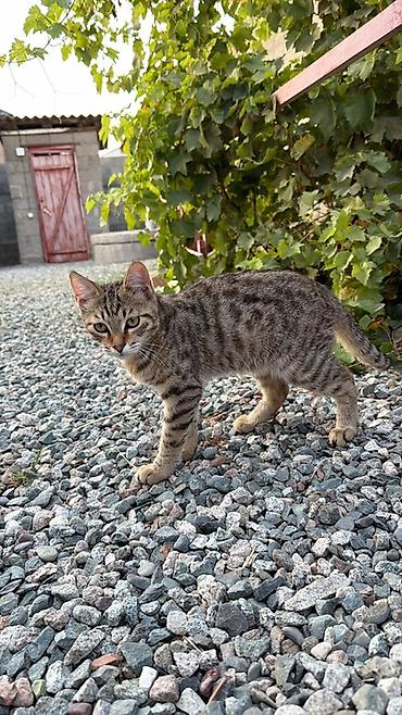 коричневый кот: Кошка даром: Беспородная, 4 месяца, Девочка — 2