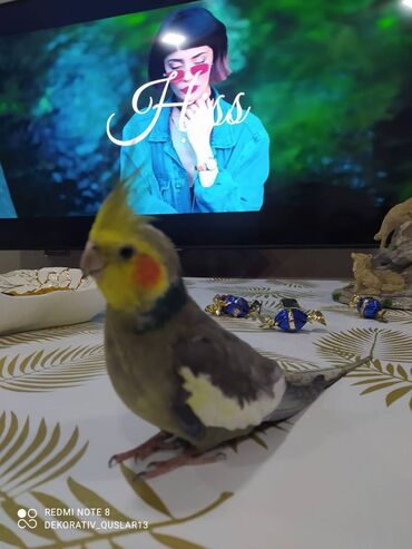 Tutuquşları: Salam danisan quslar satilir. Yaslari ferqlidir. Quslar dislemir — 11