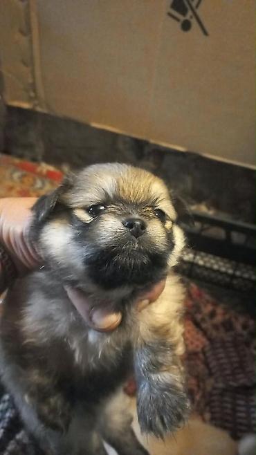 it albay: Pekines — 1