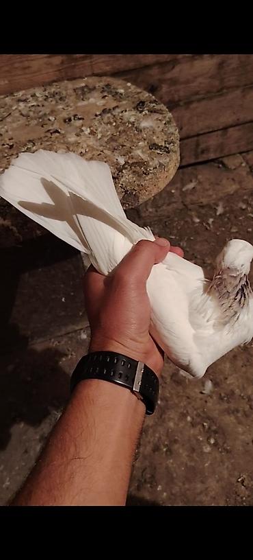 Голуби: Boynu xinali arxa dirnagi kesik 12 tuk erkek satilir yay tutulmasidi — 7