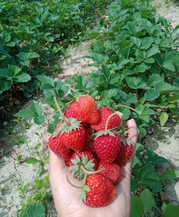 куплю бу посуды: Клубника сорту долгоиграющий
Аябай таттуу крупный🍓🍓🍓
баасы 10