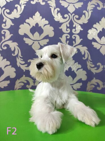 Psi: Odgajivačnica KARDIA SKILOS Kennel ima na prodaju prelepe štence belog na lalafo.rs — 3 Psi: Odgajivačnica KARDIA SKILOS Kennel ima na prodaju prelepe štence belog — 3