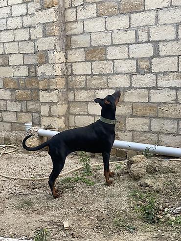 satılan atlar: Doberman, 11 ay, Dişi, Ünvandan götürmə — 10