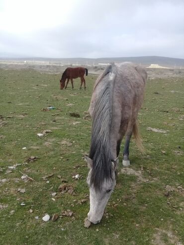 qarabağ atı satılır v Azərbaycan | Xalçalar: At