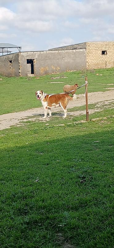 İtlər: Alabay, 3 il, Dişi, Peyvəndli — 3