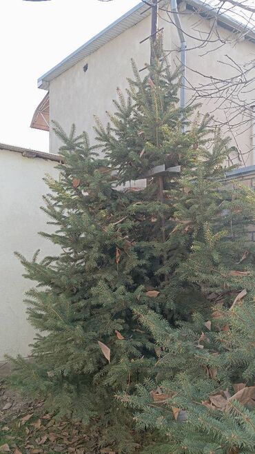 Ёлки: Живая ель (ёлки, ели, ёлка) Большая ель с пышной кроной и — 7