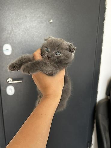 бенгалская кошка даром: Шотландский вислоухий котёнок (Scottish Fold) - Окрас: сплошной серый — 1