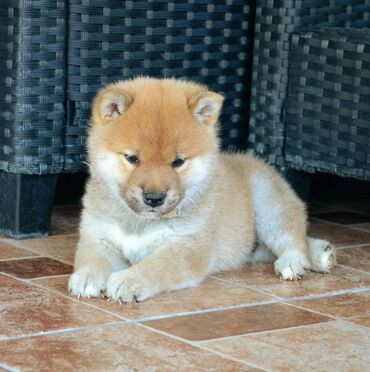 Psi: Odgajivačnica *Kami's little fellows* predstavlja vrhunsko čistokrvno — 5