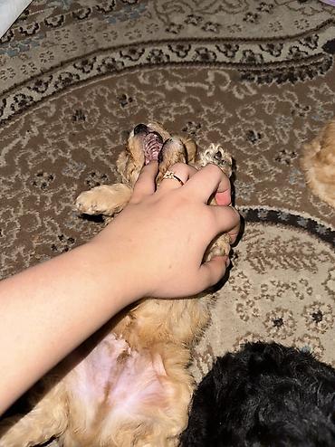bulduk it: Pudel, 2 ay, Ünvandan götürmə, Ödənişli çatdırılma — 7