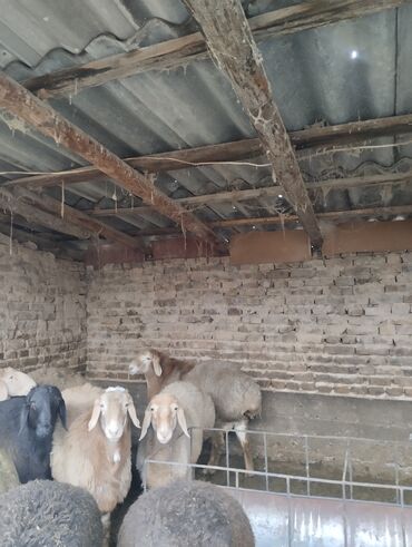 Баран, овца: Продаю | Баран (самец) | Арашан | Для разведения | Осеменитель — 2