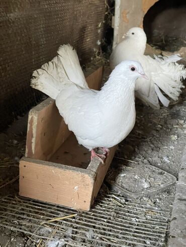 голуби птиц: Белые голуби Домашние за три штуки 500 сом