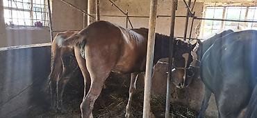 Лошади, кони: Продаю | Кобыла (самка) | Рабочий — 6