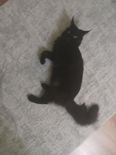 Pişiklər: Yaxşı əllərə — 7