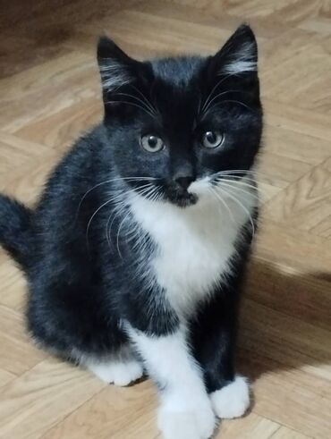 дом для котят: Беспородная, 2 месяца, Мальчик, Биколор, Проглистована