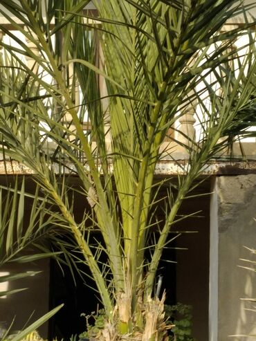 palma ağacı satışı: Xurma agaci