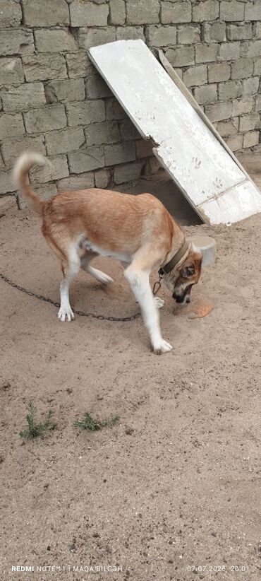 it sortları: Kanqal, 1 il, Erkek, Peyvəndli
