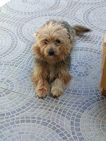 it barter: ÇOOX TƏCİLİ satıldığı üçün dəyərindən çox ucuz qoyulub. Yorkşir — 4