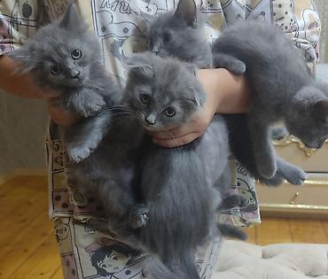 Животные: Самец, Самка, В добрые руки, Самовывоз, Платная доставка — 1