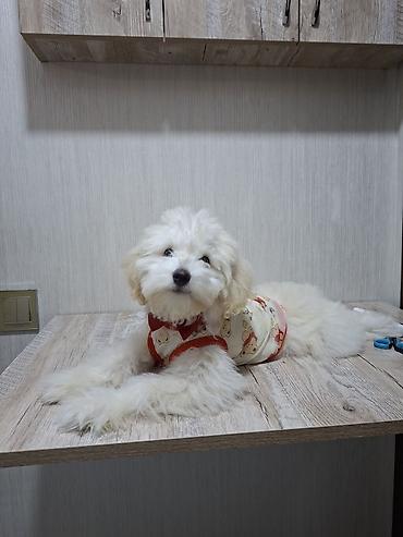 Зоотовары: Erkək Maltipoo balası - Yaş: 5 aylıq - Xüsusiyyətlər: Tam sağlam, çox — 3
