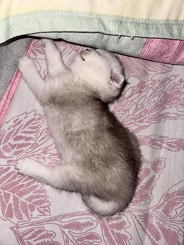 шотланская вислоухая кошка: Шотландский вислоухий котёнок (Scottish Fold) - Окрас: шиншилла — 1