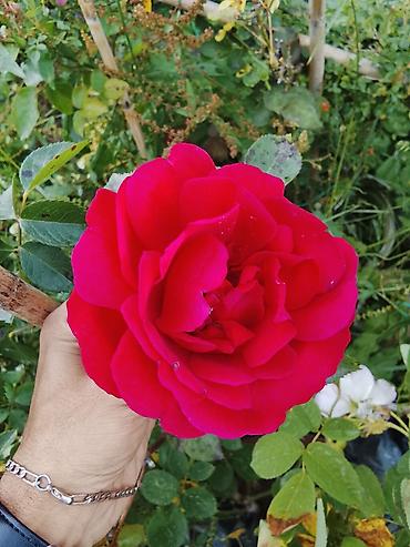 Digər bitkilər: 📲 0505904146 👈🪻👉7 gözəl 😊👍Hərnöv bitkilərin Sifarişi Bütün Bölgələrə — 9