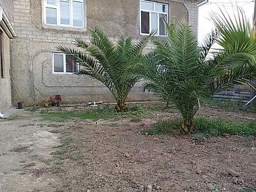 hasar setkaları: Xurma və dekorativ palma tingləri - Növlər: xurma palması (Phoenix — 4