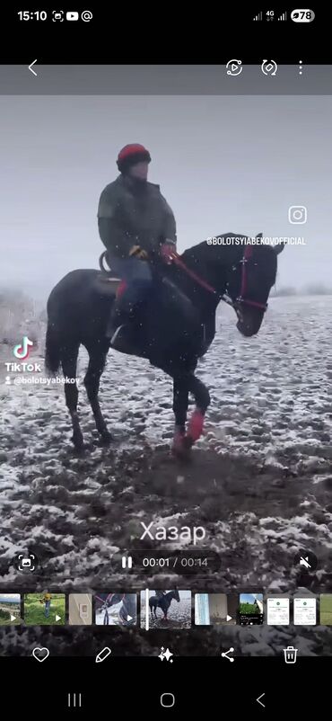 клеточное оборудование для кур несушек: Сатам | Байтал