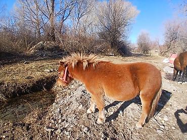 Лошади, кони: Продаю | Кобыла (самка) | Конный спорт | Племенные — 9