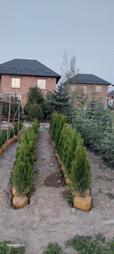 Декоративные деревья: Саженцы деревьев: Туи — 10