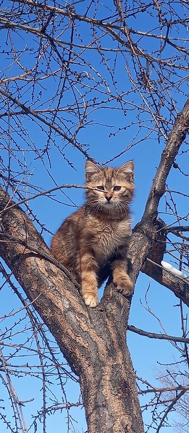 Продажа кошек: Котята красатули 2,5 мес.К лотку приучены.На фото — помёт из 5 малышей — 1