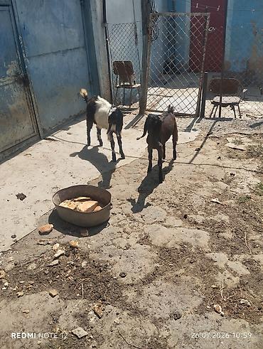 qala cinsi qoyun satilir: Satışda: iki gənc keçi (qulaqları sallanan, Nubian tipli). - Rənglər — 2