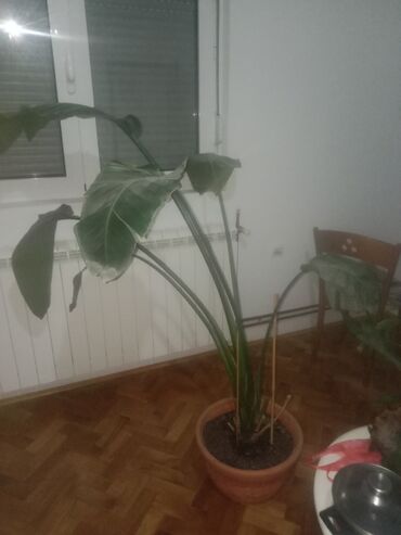 pcelinji vosak cena kupujem prodajem: Strelica (rajska ptica) i regina(180cm) i nikolae (120cm) na