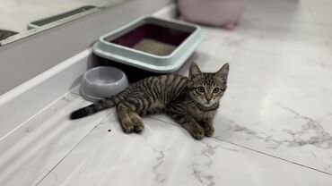 шотландская кошка шиншилла: Беспородная, 3 месяца, Мальчик, Серый, Приучена к лотку