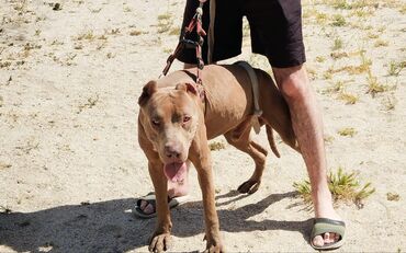 İtlər: Pitbul, 1 il, Erkek, Peyvəndli, Ödənişli çatdırılma