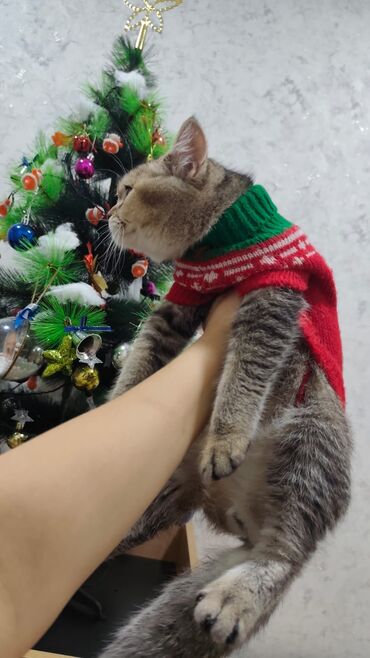 Pişiklər: Qızıl şinşilla, Erkək, Yaxşı əllərə, Ödənişli çatdırılma — 12