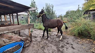 Продам с/х животных: Продаю | Конь (самец), Жеребец | Полукровка, Кара Жорго | Рабочий — 1