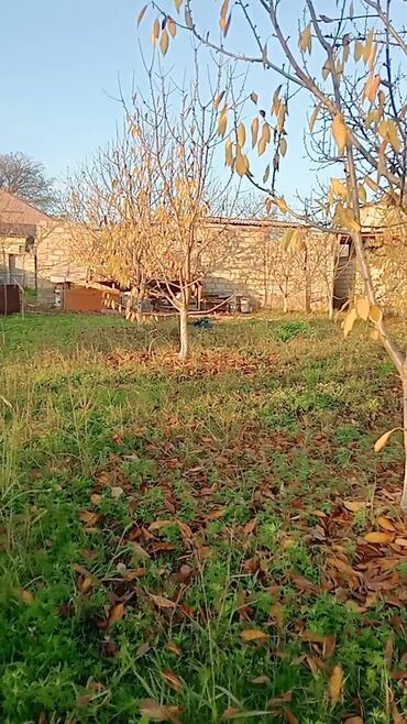 Torpaq sahələrinin satışı: 6 sot, Kənd təsərrüfatı, Makler, Kupça (Çıxarış) — 2